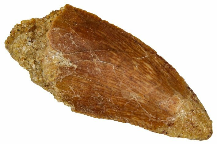 Bargain Raptor Tooth - Real Dinosaur Tooth #332912